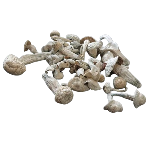 Albino Penis Envy Magic Mushrooms