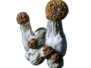 Buy Best Classic Penis Envy Dried Mushrooms