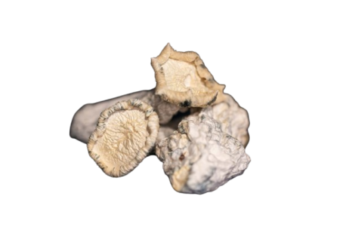 Cosmic Cowboy Mushroom
