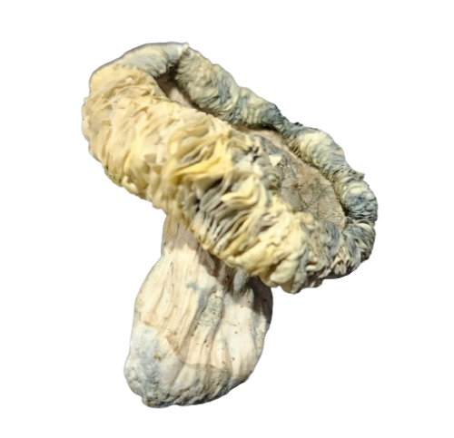 Best Online Albino Louisiana Dried Mushrooms