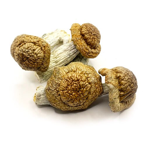 Penis Envy Dried Magic Mushroom