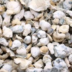 Avery Albion Dried Mushroom