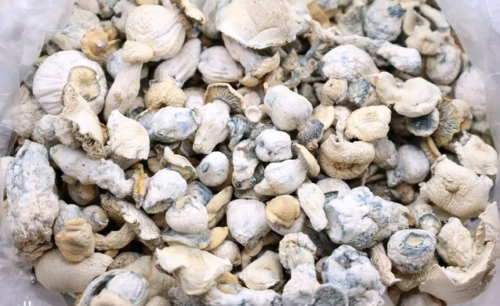 Avery Albion Dried Mushroom