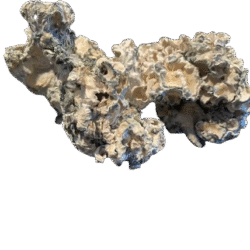 Buy Enigma Dried Mushroom Strain Online in US