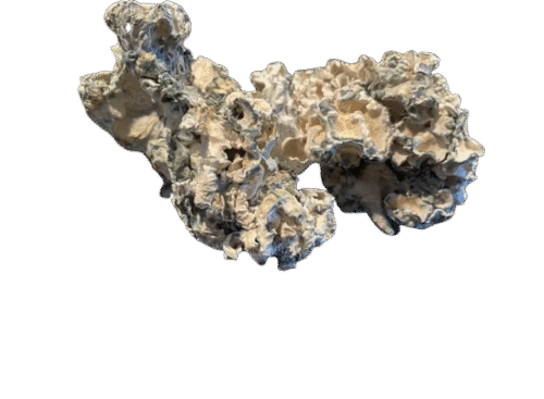 Buy Enigma Dried Mushroom Strain Online in US