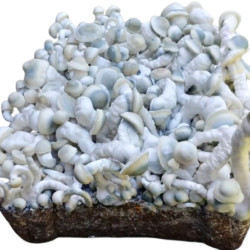 Yeti Mushroom Spores