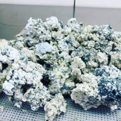 Buy Enigma Dried Mushroom Strain Online in US