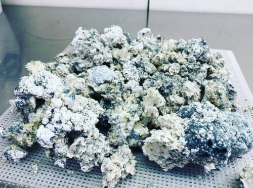 Buy Enigma Dried Mushroom Strain Online in US