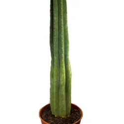Buy San Pedro in soil – Big | Trichocereus pachanoi Online