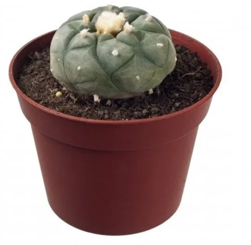 Buy Peyote Plant 4-5-cm for sale Online