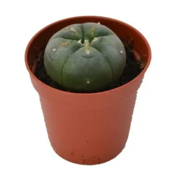 Buy Peyote 3 – 4cm Online
