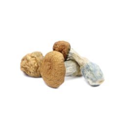 Buy Dried Makilla Gorilla Magic Mushroom